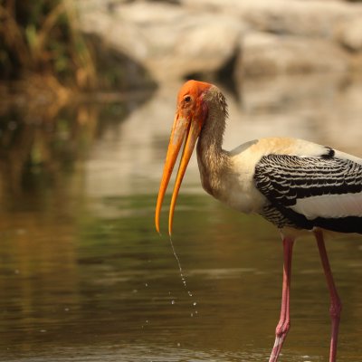 The painted stork (Mycteria leucocephala) is a large wader in the stork family, found in the wetlands of the plains of tropical Asia. Credit: Saketh Upadhya.